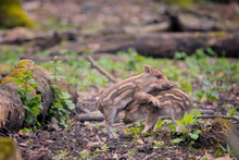 Some Awesome Babies Of Wild Boars Playing Funny