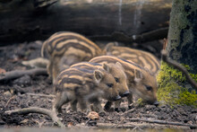 Some Awesome Babies Of Wild Boars Playing Funny