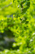 © 歌うカメラマン - 新緑の葉