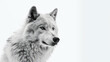 wolf on minimalist white background, generative ai