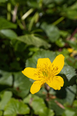 Wall Mural - Swamp flower, yellow flower outdoors.