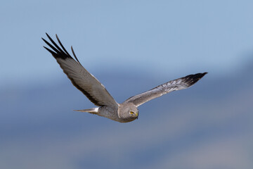 Canvas Print - Close view of a male  hen harrier (Northern harrier)  flying, seen in the wild in North California