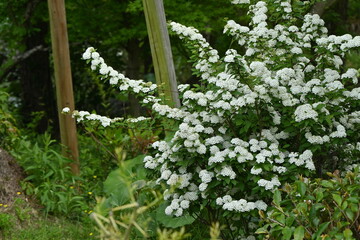 Sticker - Reeves spirea ( Spiraea contoniensis ) flowers. Rosaceae deciduous shrub native to China. Blooms from April to May.