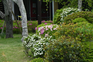 Sticker - Reeves spirea ( Spiraea contoniensis ) flowers. Rosaceae deciduous shrub native to China. Blooms from April to May.