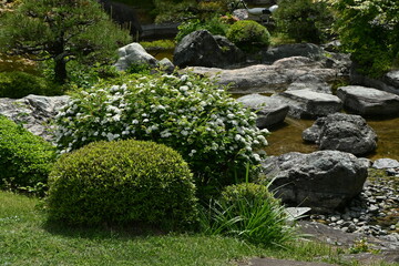 Sticker - Reeves spirea ( Spiraea contoniensis ) flowers. Rosaceae deciduous shrub native to China. Blooms from April to May.