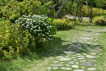 Sticker - Reeves spirea ( Spiraea contoniensis ) flowers. Rosaceae deciduous shrub native to China. Blooms from April to May.