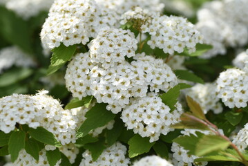 Sticker - Reeves spirea ( Spiraea contoniensis ) flowers. Rosaceae deciduous shrub native to China. Blooms from April to May.