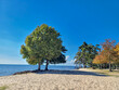 Cypress trees along the lakefront in Louisiana. Two cypress trees on a beach on Lake Pontchartrain Louisiana
