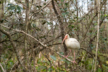 Wall Mural - Adult White Ibis perched on tree branch in the Florida Everglades