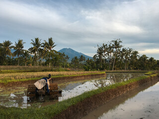 Beautiful view of rice fields in the morning