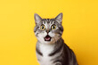 A Shocked cute small cat with yellow eyes facing camera open mouth, Shocked cat, Portrait of Cat, Worried Cat created with generative ai