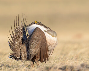 a male sage grouse in full courtship display