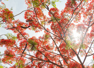 Canvas Print - Sunny view of the flame tree blossom