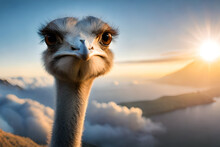 Ostrich Head On Sky