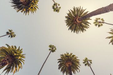 Poster - A perfect summer day and tall palms