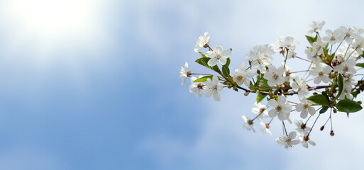 Wall Mural - Sakura, cherry blossom