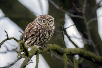 Sticker - Little owl ( Athene noctua ) close up