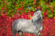Grey horse portrait in autumn landscape