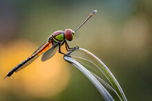 Dragonfly Resting On A Leaf