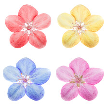 Flower Set With 4 Cherry Flowers Red, Yellow, Blue And Pink Isolated On White Background