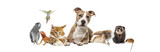 Fototapeta Zwierzęta - Group of pets leaning together on a empty web banner to place text.   Cats, dogs, rabbit, ferret, rodent, reptile, bird