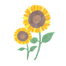 Two Sunflowers, Summer Flowers, Simple And Cute Hand Drawn Watercolor And Colored Pencil Illustration / 2本のひまわり、夏の花、シンプルでかわいい手描きの水彩と色鉛筆のイラスト