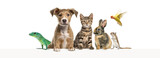 Fototapeta Dziecięca - Group of pets leaning together on a empty web banner to place text.   Cats, dogs, rabbit, ferret, rodent, reptile, bird
