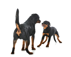 Wall Mural - puppy rottweilerand adult  in studio
