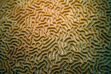 Organic Texture Of The Hard Brain Coral
