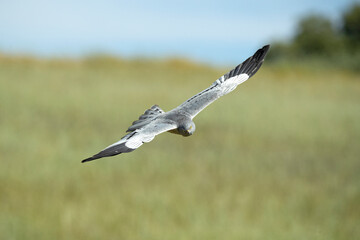 Male Montagu's harrier flying in its breeding territory in a cereal steppe with the first light of day