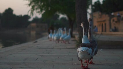 Wall Mural - Closeup shot of group of geese walking besides the Gadisar lake in Jaisalmer, Rajasthan, India. Goose in a lake. Nature pond background. Geese walks besides the pond wall.