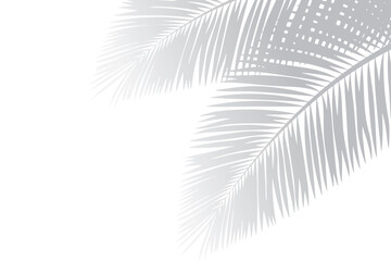 Shadow of palm leaves or coconut leaves right. Natural pattern, light gray shadow and Copy space