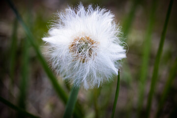 Wall Mural - White fluffy seed ball of a coltsfoot head plant tussilago farfara on blurred forest floor with long green grass background