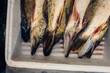 © Astrakan Images - Close-up of catch of fish in box