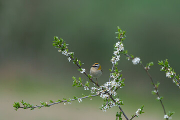 Wall Mural - Sommergoldhähnchen