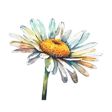 Daisy Flower Sticker