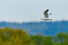 A Herring Gull At The Flight