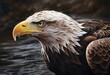 American bald eagle in water after catching a fish. AI generative illustrations