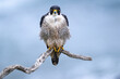 Peregrine Falcon standing majestically on branch looking straight at you.