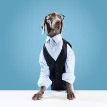 Business Dog. Portrait Of Funny Weimaraner Wearing Classic Suit And Eyeglasses Posing Like A Model Over Blue Studio Background. Concept Of Love, Pet Care, Animals Health, Fashion, Friends, Ad