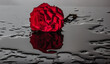 Water reflection of a red rose on a stone slab