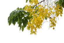 Yellow Flower Of Golden Shower Tree, Cassia Fistula Or Thai People Call Ratchaphruek Bloom On Tree With Rain Drops Isolated On White Background.