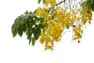 Wall Mural - Yellow flower of Golden Shower Tree, Cassia fistula or Thai people call Ratchaphruek bloom on tree with rain drops isolated on white background.