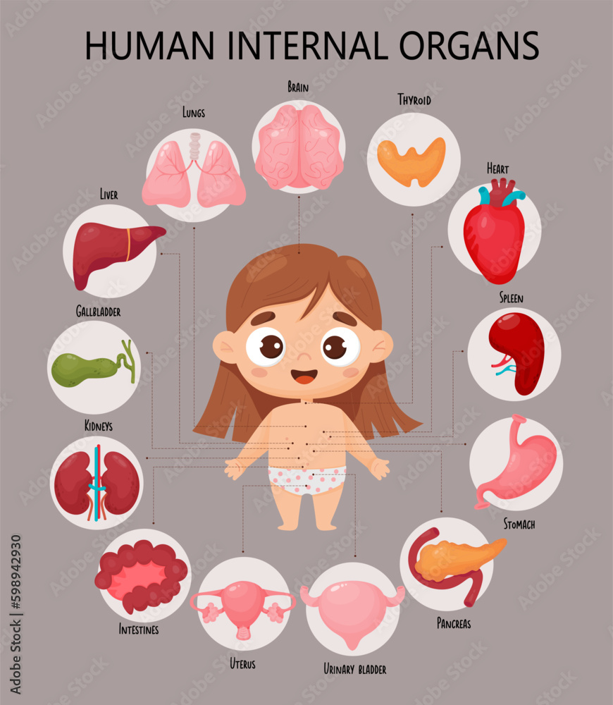 Anatomy human body. Infographic with cute girl. Visual diagram healthy ...