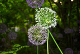 Fototapeta Dmuchawce - Purple flower in the garden