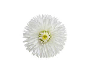 Wall Mural - Chamomile or camomile isolated on white