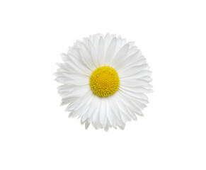 Wall Mural - Chamomile or camomile isolated on white