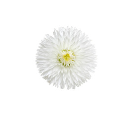 Wall Mural - Chamomile or camomile isolated on white