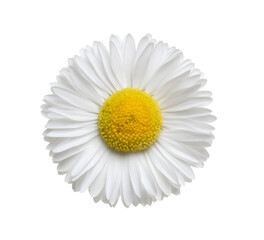 Wall Mural - Chamomile or camomile isolated on white