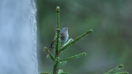 Wall Mural - Small songbird Dunnock perched on Spruce and singing in a springtime boreal forest in Estonia, Northern Europe	